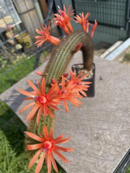 Cleistocactus winteri